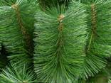 Искусственная сосна Микс зеленая 2.5 м - фото 2