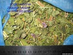Иван-чай, кипрей трава лист, Rose-bay willow herb leaf