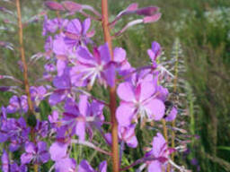 Иван-чай (кипрей, зніт-укр) корни растения медоносы