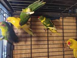 Какарики. Яркие малыши. Идеальный питомец.