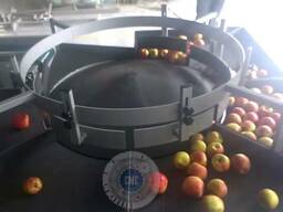 Сортировщик яблок по размеру