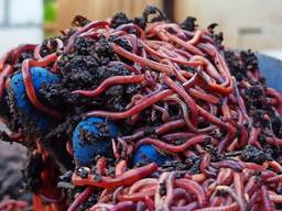 Каліфорнійські черви, черв'яки для рибалки, наживка, рибалка, хробаки