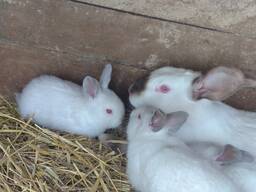 Каліфорнійці кроличка з кроленятами