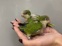 Калита монах попугай ручные птенцы для разговора