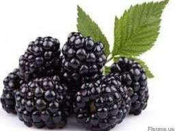 Камера заморозки ежевики