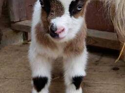 Камерунская козочка, разные особи, мини козлята очень дружелюбные