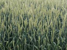 Канадская пшеница 1р сорт Toleda