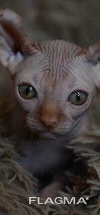 Канадский сфинкс эльф