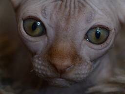 Канадский сфинкс эльф