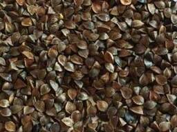 Крупозавод купує дорого зерно гречки!