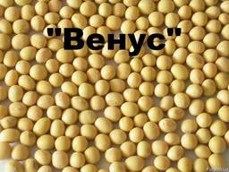Канадский сорт “Венус” Семена сои (соя посевная, посівна)