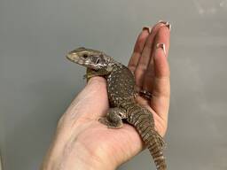 Капский варан, степной варан малыши