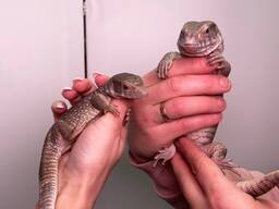 Капський варан, варан Боска, степовий варан, декоративний варан