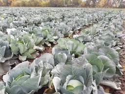 Капуста Агрессор, Лексикон, Продюсер, Профессор опт