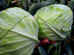 Капуста Агресор