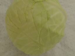 Капуста Агресор Сторідор