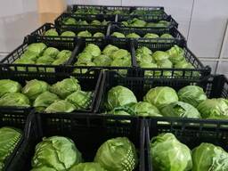 Капуста новый урожай