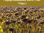 КАРАТ 108-110 дн. , насіння соняшника під гранстар, Україна - фото 3