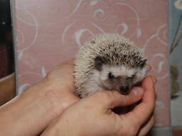 Карликові Їжачки, Їжак , африканський іжак, іжачок