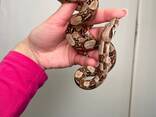 Карликовый удав, императорский удав, домашняя змея - фото 3