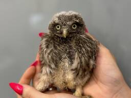 Карликовий сичик - домашня карликова сова