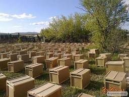 Карніка! Приймаємо заказ на 4р. племенні бджолопакети породи Карніка на Весну 2021р.
