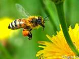 Карпатская порода пчёл: пчелиная плодная матка с пасеки - фото 1
