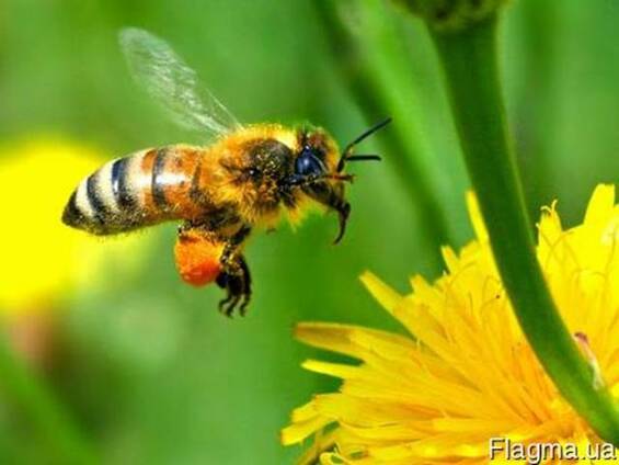 Карпатская порода пчёл: пчелиная плодная матка с пасеки