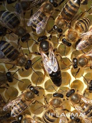 Карпатские пчеломатки с пасеки Гайдара. Матка Карпатка