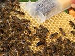 Карпатские пчеломатки с пасеки Гайдара. Матка Карпатка - фото 3
