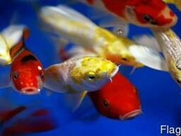 Карпы кои,breeder koi,опт,зоомагазин интернет,рыбки,аквариум