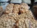 Картофель - фото 3
