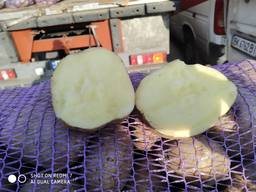 Запорожье картофель Бриз сорт.