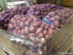 Картофель Оптом Белла роза Ривьера Ред Леди