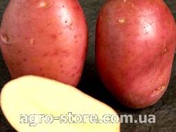 Картофель Рудольф1 репродукция сетка 3кг.
