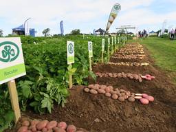 Картофель семенной 1 репродукция