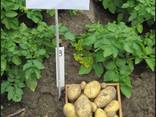 Элитный семенной картофель Ривьера, Пикассо, Гранада и др. - фото 3