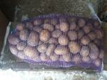 Картофель ( товарный и бюджет) - фото 1
