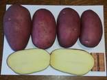 Картофель Laura, Esmee / урожай 2021 со склада или с доставкой - фото 2