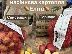 Картопля "Торнадо" і "Сенсешн"– ранні високоврожайні сорти з відмінними смаковими якостями