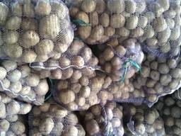 Картопля харчова