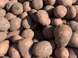 Картопля продовольча