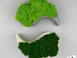 Кашпо зі стабілізованим мохом Інь-Янь