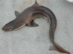 Катран - акула черноморская.