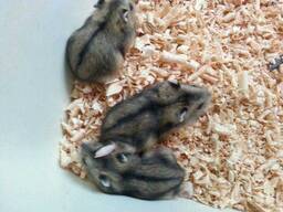 Хом'ячки маленькі ласкаві джунгарики та інші