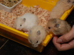 Хомяк сирійський, хом’як ховрах , хомячки, хомячок ручні