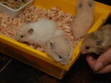 Хомяк сирійський, хом’як ховрах , хомячки, хомячок ручні - фото 2