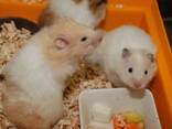 Хом'яки сирійські, хом'як для дітей, ручні різнокольорові хом'ячки - фото 2