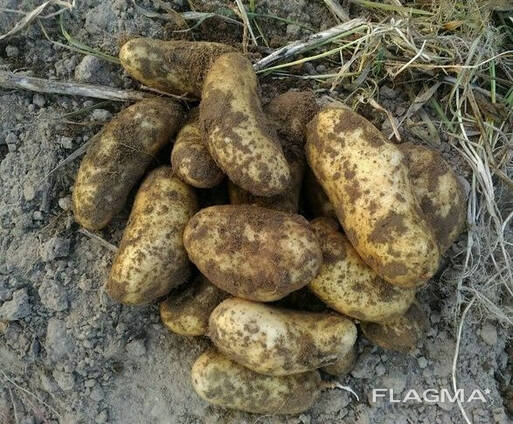 Киранда ранний картофель посадочный