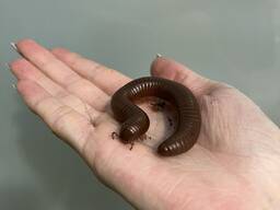 Кивсяк Гигантский - милые многоножки от 12 см